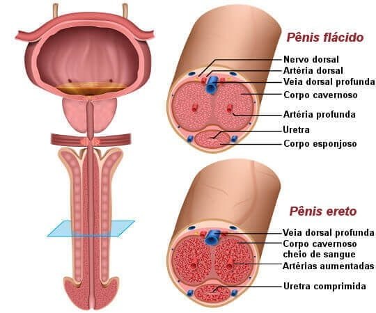 gel para aumentar o penis2