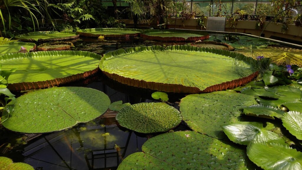 Segredo de um jardim bonito? Uma base bem feita com argamassa de qualidade 1 jardim bonito