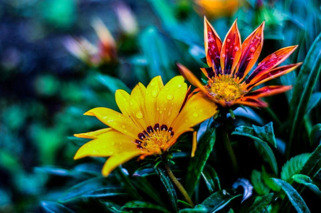 flores para o Dia das Maes