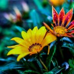 flores para o Dia das Maes